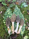 Morchella sceptriformis image