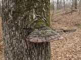 Phellinus everhartii image