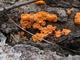 Lycogala epidendrum image