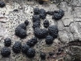 Annulohypoxylon truncatum image
