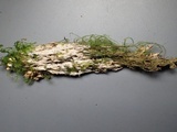 Steccherinum oreophilum image