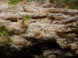 Steccherinum oreophilum image