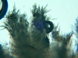 Steccherinum oreophilum image