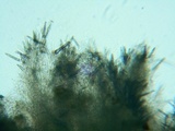 Steccherinum oreophilum image