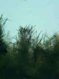 Steccherinum oreophilum image