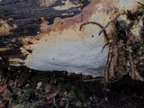 Perenniporia subacida image