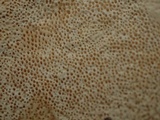 Perenniporia subacida image