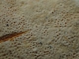 Perenniporia subacida image