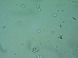 Perenniporia subacida image