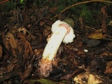 Phallus ravenelii image