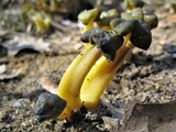 Leotia viscosa image
