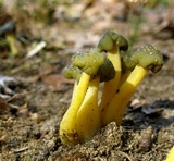 Leotia viscosa image