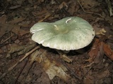 Russula parvovirescens image