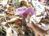 Laccaria amethystina image