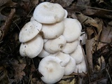 Clitocybe subconnexa image