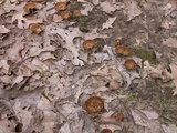 Coltricia cinnamomea image