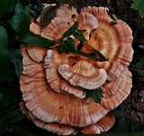 Laetiporus cincinnatus image