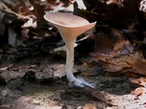 Clitocybe gibba image