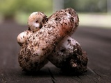 Russula densifolia image