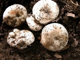 Russula densifolia image