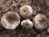 Russula densifolia image