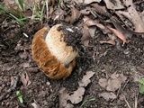 Boletus nobilissimus image