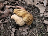Boletus nobilissimus image