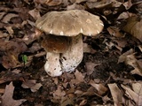 Boletus nobilissimus image