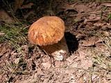 Boletus nobilissimus image