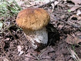 Boletus nobilissimus image