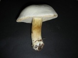 Tylopilus intermedius image