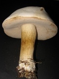 Tylopilus intermedius image