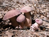 Tylopilus rubrobrunneus image
