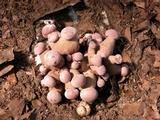 Tylopilus rubrobrunneus image