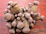 Tylopilus rubrobrunneus image