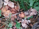 Gymnopus brassicolens var. brassicolens image