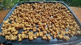 Psilocybe tampanensis image