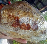 Psilocybe tampanensis image