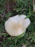 Chlorophyllum hortense image