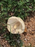 Chlorophyllum hortense image