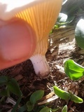 Lentinus scleropus image