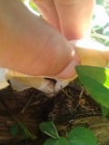 Lentinus scleropus image