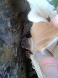 Lentinus scleropus image