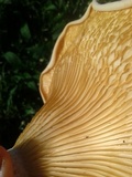Lentinus scleropus image
