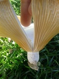 Lentinus scleropus image
