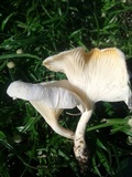 Lentinus scleropus image
