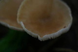 Clitocybe gibba image