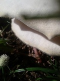 Lentinus scleropus image