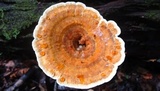 Stiptophyllum erubescens image