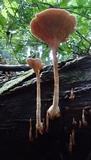 Stiptophyllum erubescens image